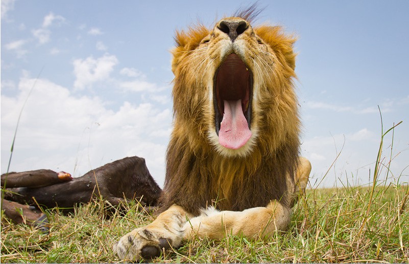 ��֪����ô��Ұ��������д�漯�𣿣�ͼ��