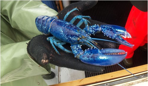 ��Ȥ���� �����ϵ�������Ｏ�ϣ�ͼ��