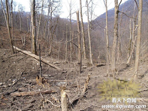 ����Ͷ4�ֵ�ҩը�ٿֲ����ӱ����� ʬ���������(ֱ����ͼ57P)